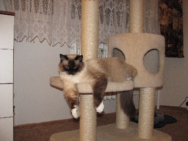 Ragdoll Cat