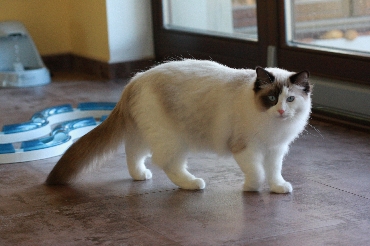 Ragdoll Cat