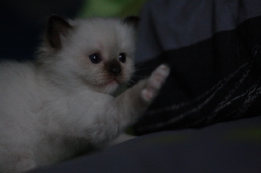 Ragdoll Kittens