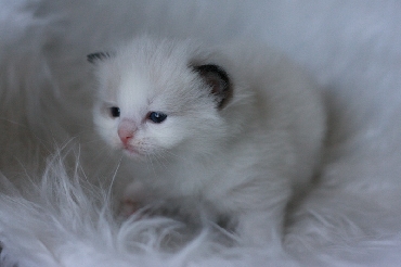 Ragdoll Kittens
